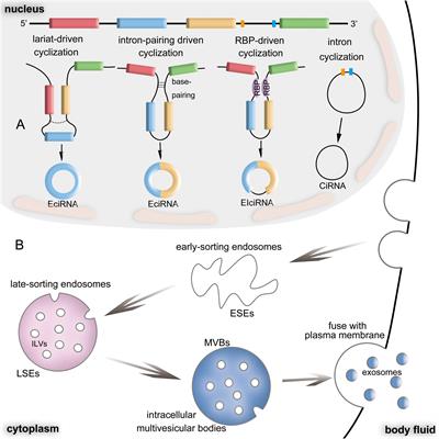 Frontiers | Exosomal CircRNAs: Sorting Mechanisms, Roles And Clinical ...